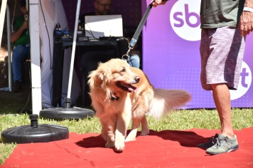 Foto - Aniversário de Botucatu - Cãopanheiro