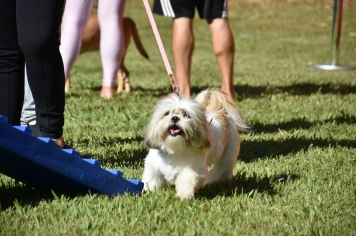 Foto - Aniversário de Botucatu - Cãopanheiro