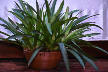 Foto - Premiação da Olimpíada Literária da Língua Portuguesa e da 1ª Olimpíada de Matemática