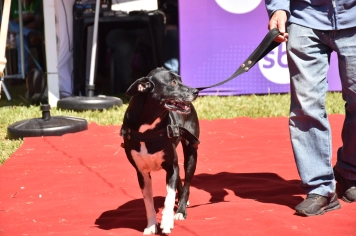 Foto - Aniversário de Botucatu - Cãopanheiro