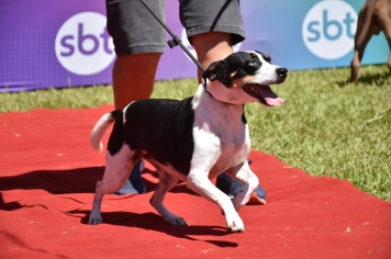 Foto - Aniversário de Botucatu - Cãopanheiro