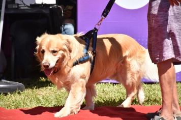 Foto - Aniversário de Botucatu - Cãopanheiro