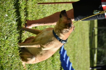 Foto - Aniversário de Botucatu - Cãopanheiro