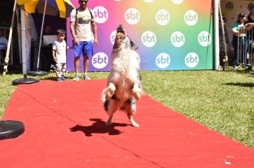 Foto - Aniversário de Botucatu - Cãopanheiro