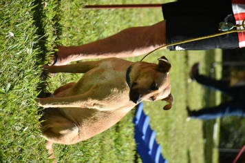 Foto - Aniversário de Botucatu - Cãopanheiro