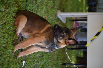 Foto - Aniversário de Botucatu - Cãopanheiro