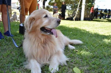 Foto - Aniversário de Botucatu - Cãopanheiro