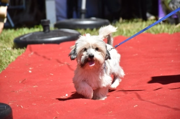 Foto - Aniversário de Botucatu - Cãopanheiro