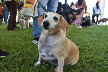 Foto - Aniversário de Botucatu - Cãopanheiro