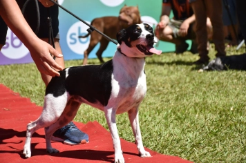 Foto - Aniversário de Botucatu - Cãopanheiro