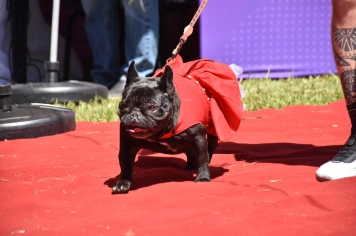 Foto - Aniversário de Botucatu - Cãopanheiro
