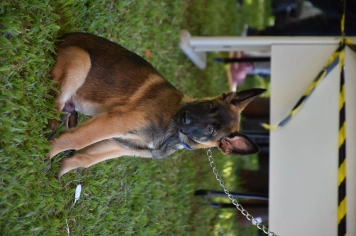Foto - Aniversário de Botucatu - Cãopanheiro