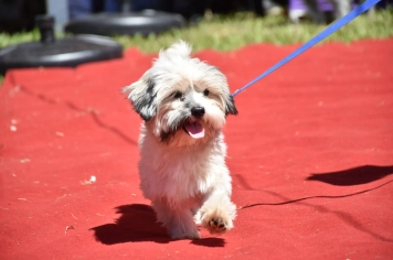 Foto - Aniversário de Botucatu - Cãopanheiro