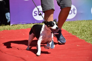 Foto - Aniversário de Botucatu - Cãopanheiro