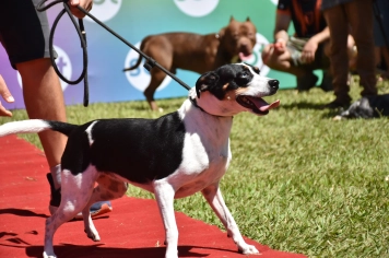 Foto - Aniversário de Botucatu - Cãopanheiro
