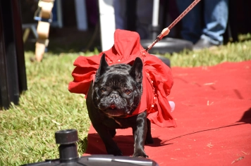 Foto - Aniversário de Botucatu - Cãopanheiro