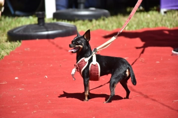Foto - Aniversário de Botucatu - Cãopanheiro