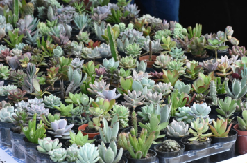 Foto - 27ª Edição da Feira do Verde/2024