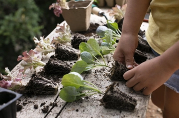 Horta nas Escolas: uma iniciativa da Prefeitura voltada à alimentação saudável