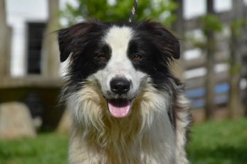 Canil Municipal promove nova feira de adoção no próximo dia 07