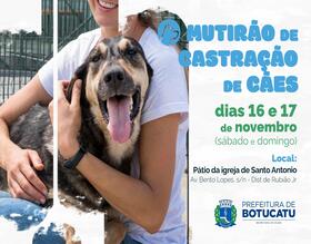 Prefeitura realizará mutirão de castração gratuita para cães em Rubião Júnior
