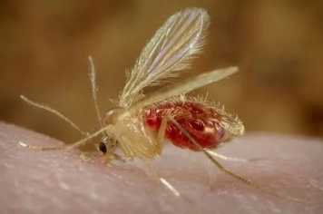 Vigilância inicia inquérito sorológico de Leishmaniose Visceral no Jardim Cristina