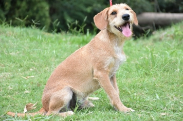 Canil Municipal promove nova Feira de Adoção de cães e gatos neste sábado, 13