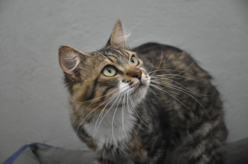 Causa Animal: os bichinhos merecem atenção, cuidado e acolhimento!