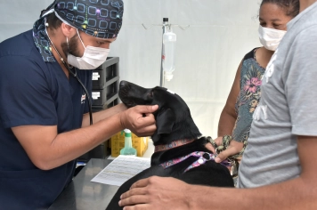 Prefeitura promove mutirão de castração gratuita para cães