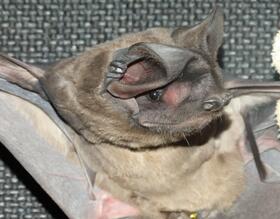 Vigilância Ambiental em Saúde alerta sobre o período de reprodução dos Morcegos