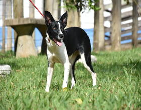 Canil Municipal promove nova Feira de Adoção de cães e gatos neste domingo, 31