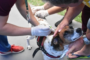 Vacinação antirrábica supera expectativas e imuniza mais de 700 animais em um dia