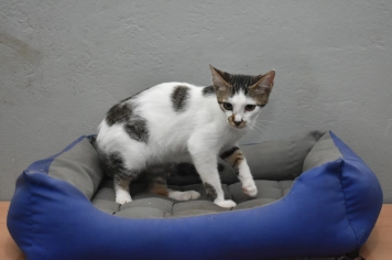 Canil promove nova Feira de Adoção de cães e gatos neste sábado, 7