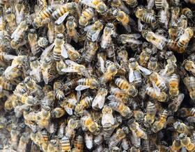 VAS atende ocorrência de ataque de abelhas africanizadas e orienta sobre prevenção de acidentes