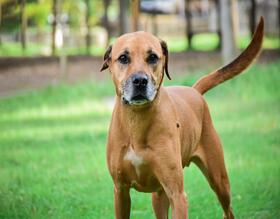 Centro de Acolhimento de Animais promoverá atividades de Conscientização e Combate ao Abandono Animal