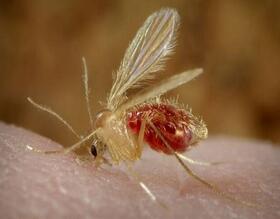 Prefeitura e FMVZ promovem curso sobre Leishmaniose Visceral para médicos veterinários