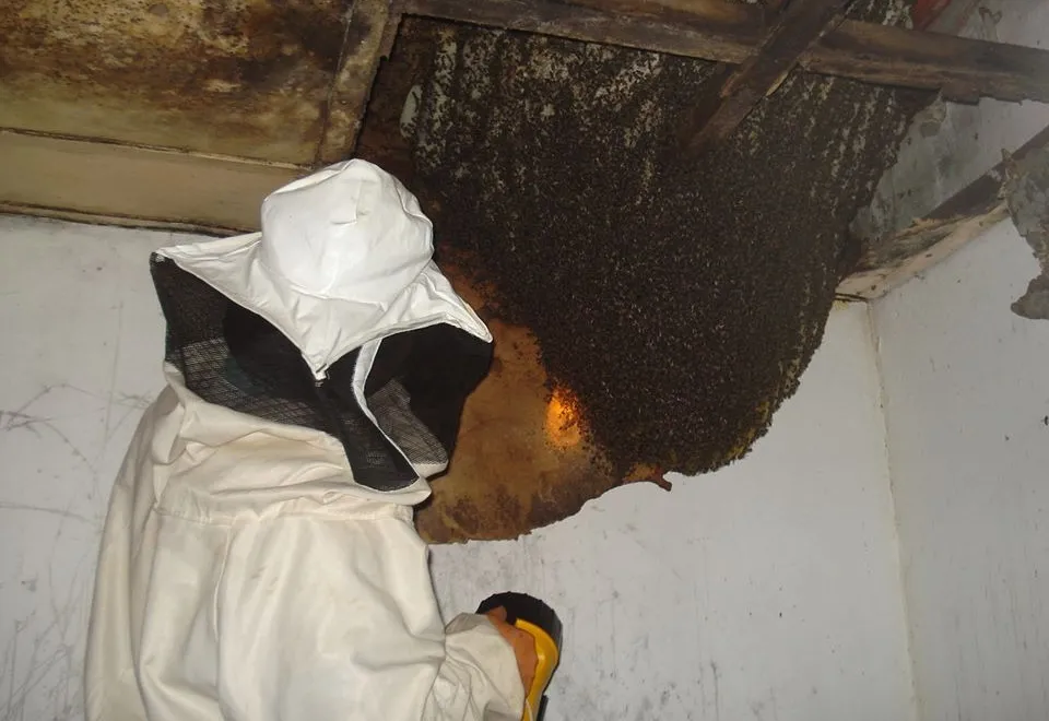 Abelhas africanizadas: risco, comportamento e orientações