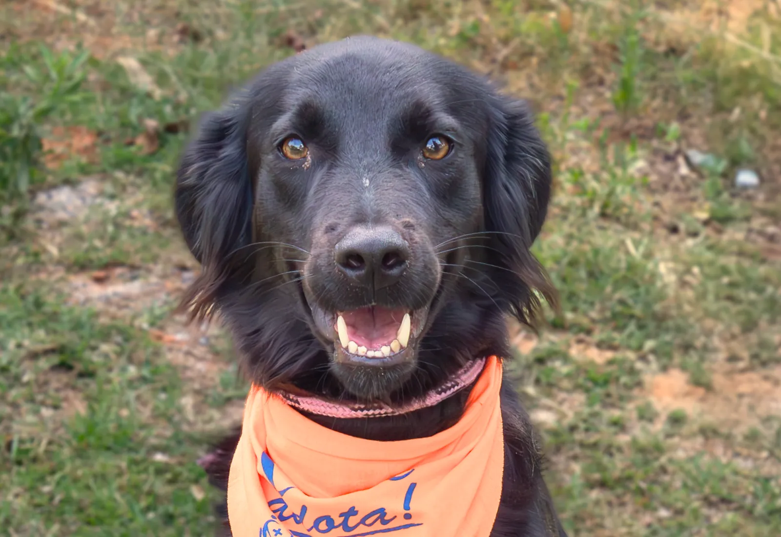 Canil Municipal promove feira de adoção “Canil de Portas Abertas” no dia 31