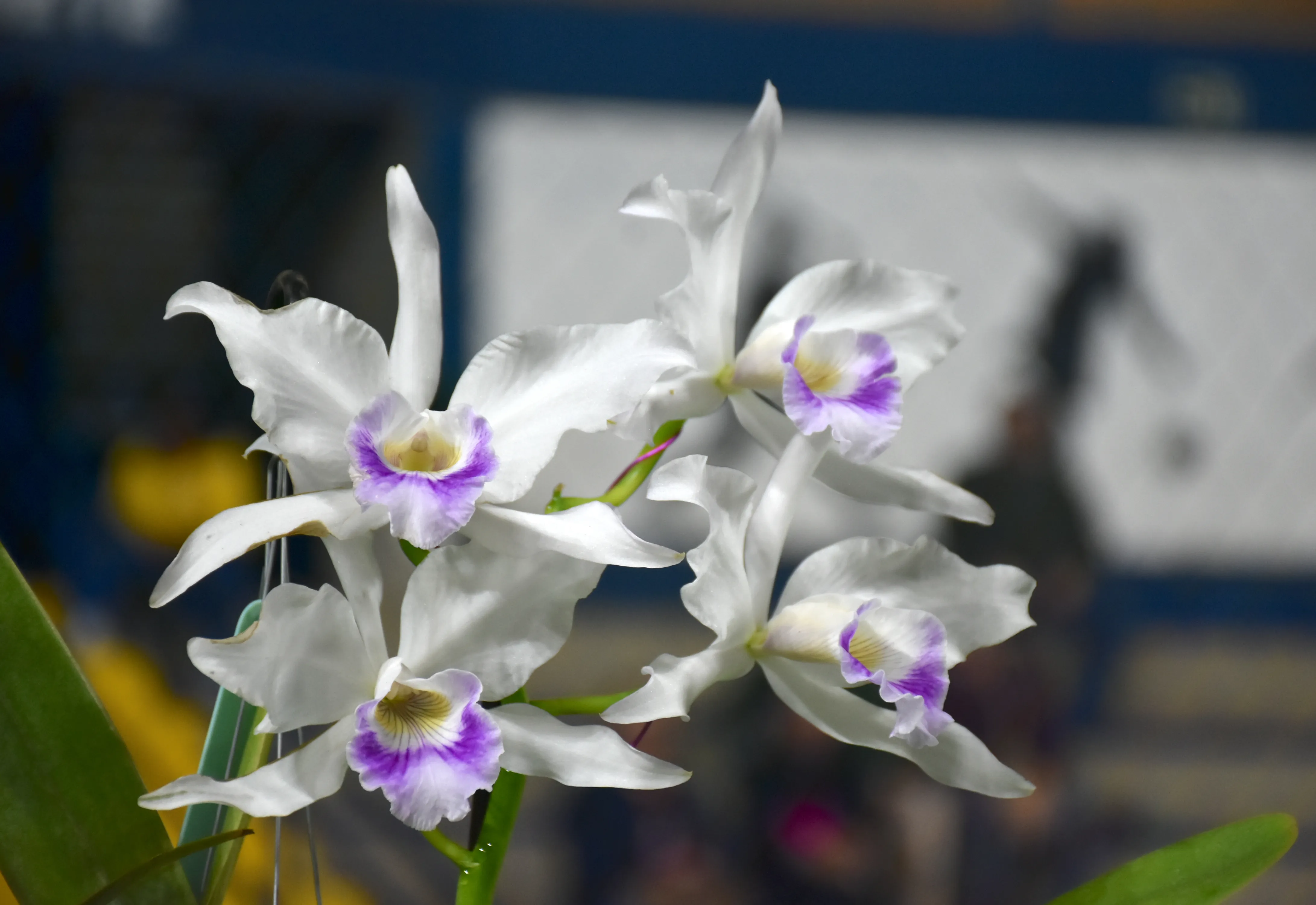 Exposição de Orquídeas será neste fim de semana em Botucatu