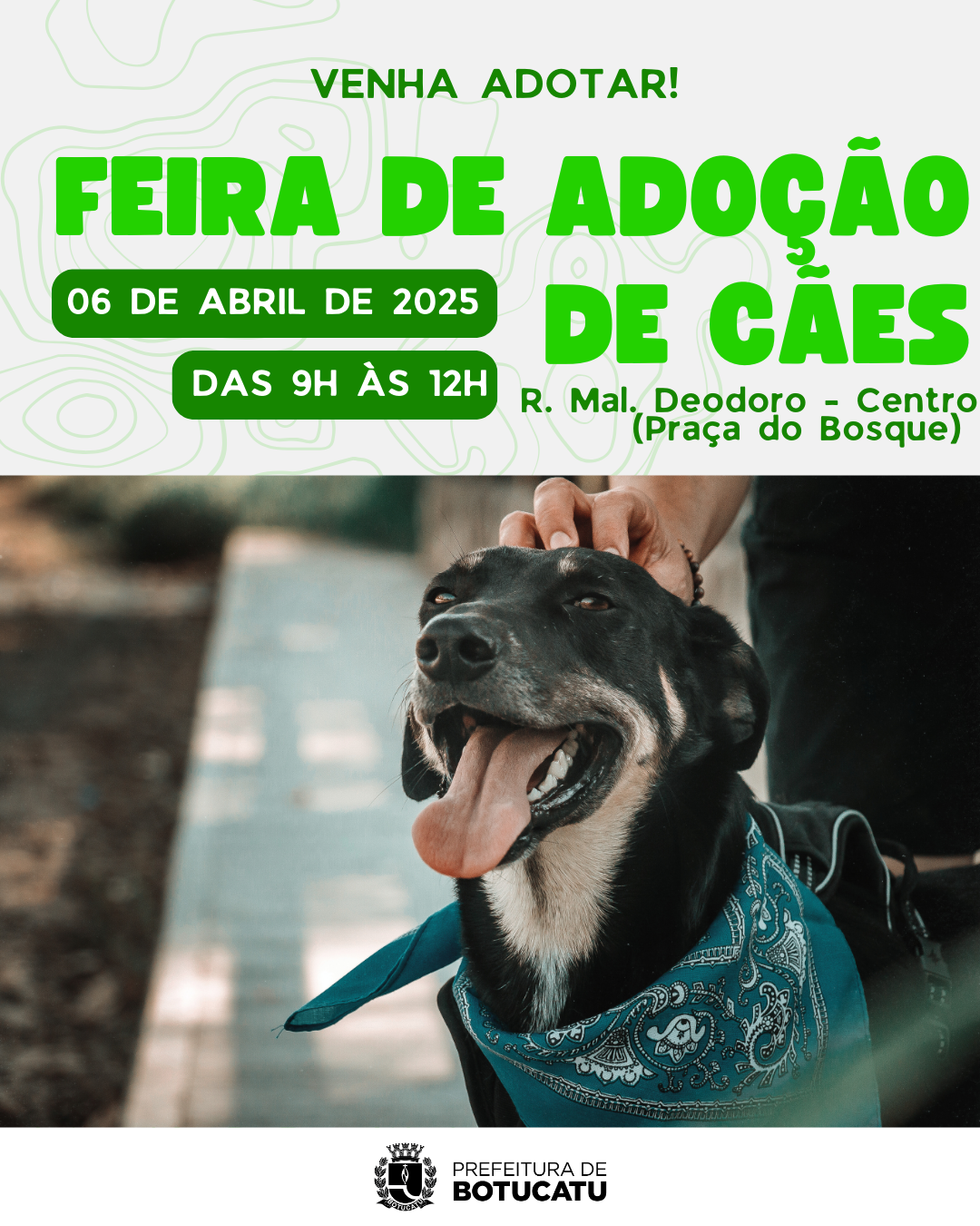 Canil Municipal promove nova Feira de Adoção de cães neste domingo, 06