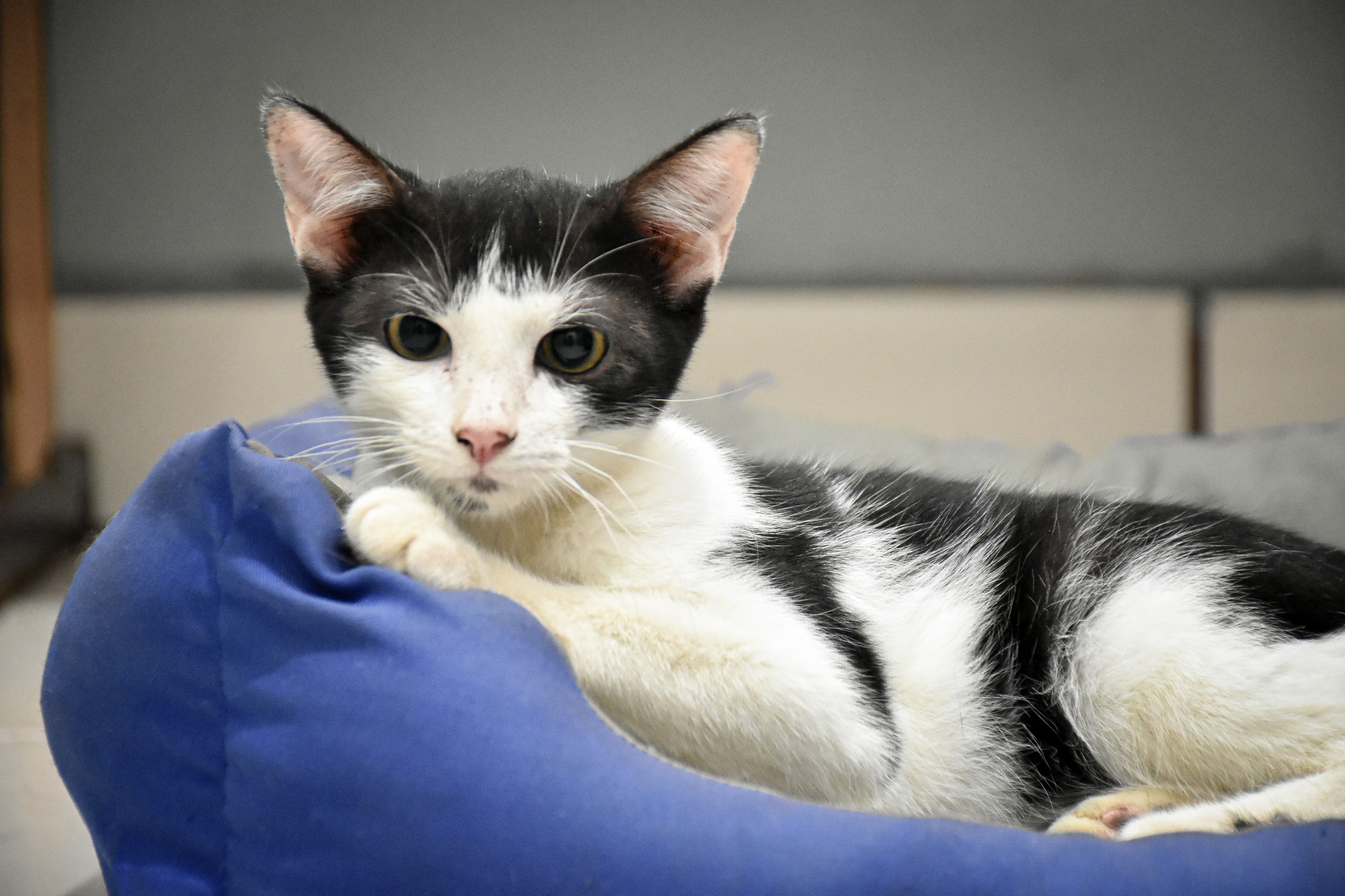 Dia Nacional dos Animais: saiba quais são os serviços oferecidos pela Prefeitura