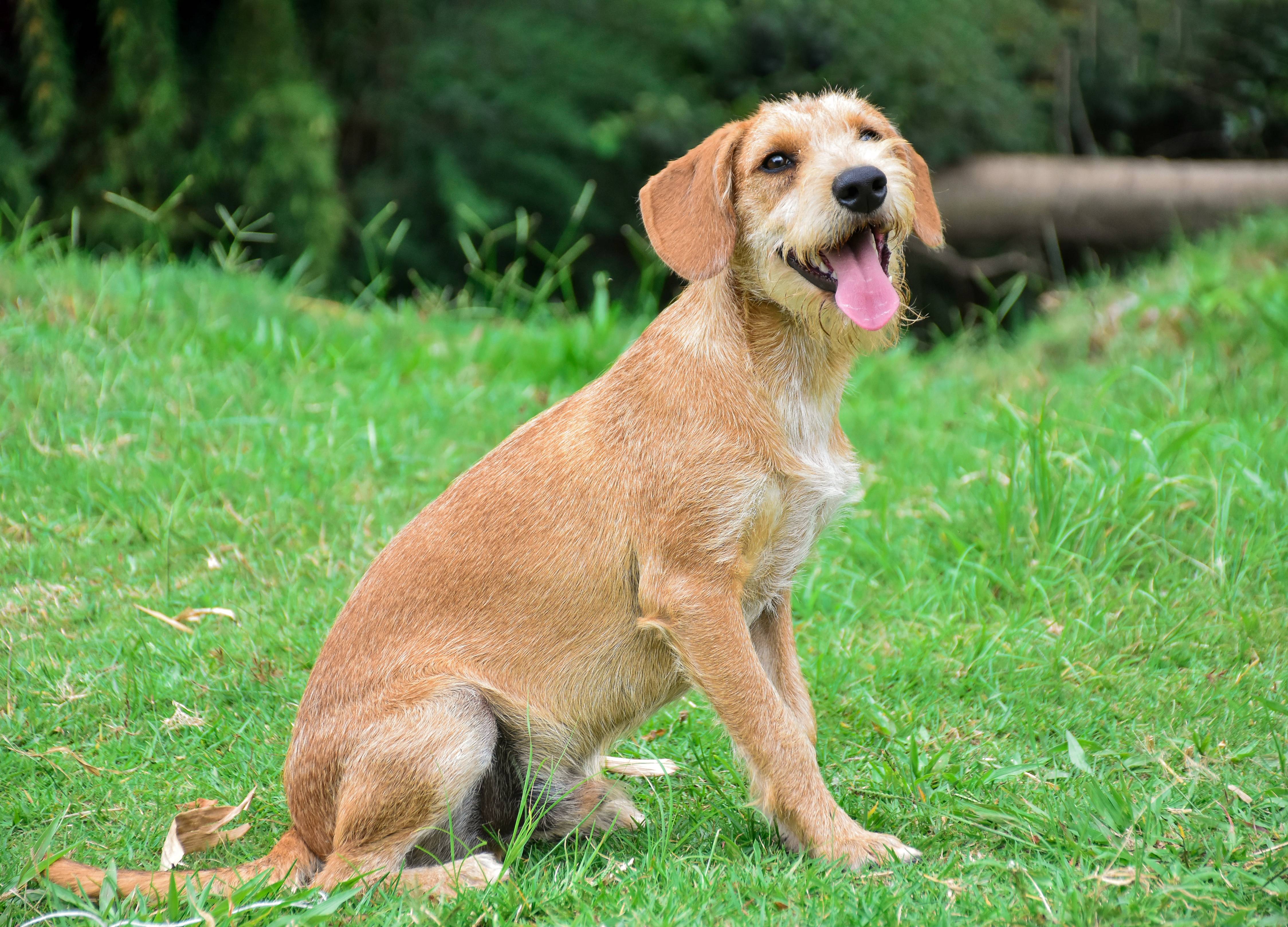 Prefeitura realizará mutirão de castração gratuita para cães na Cohab I