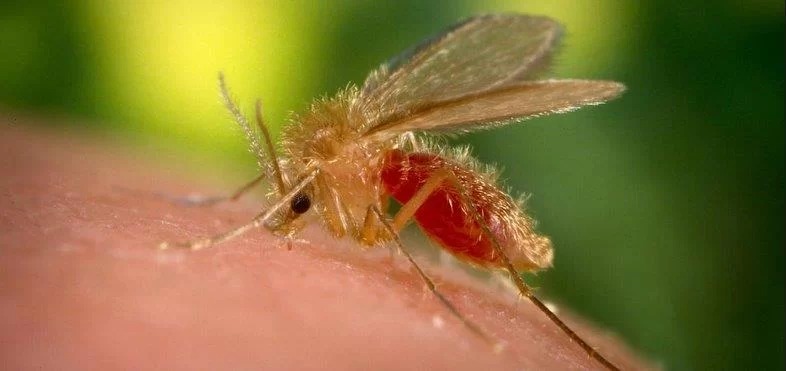 Prefeitura e FMVZ Unesp Botucatu promovem curso gratuito sobre Leishmaniose Visceral para médicos veterinários