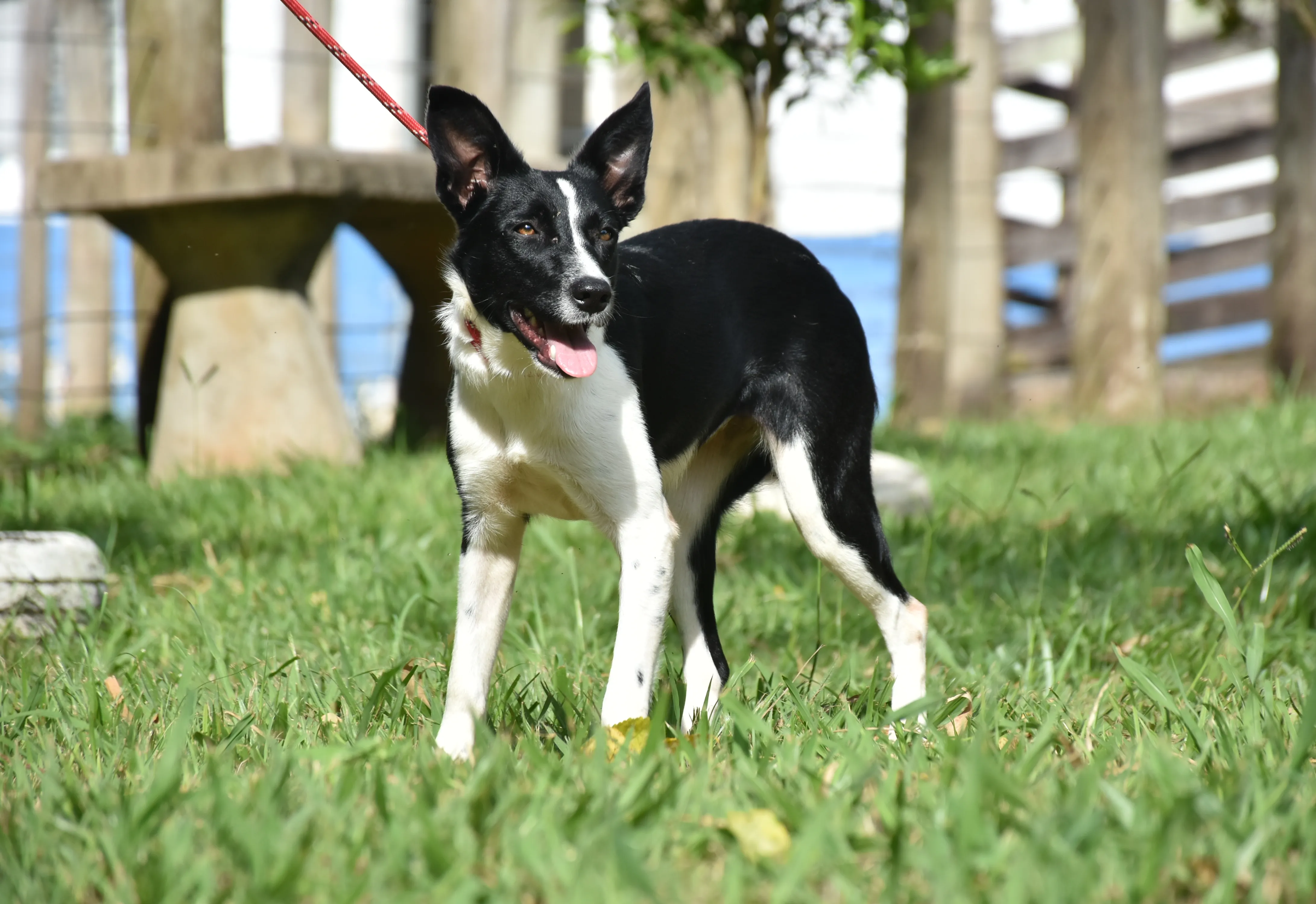 Canil Municipal promove nova Feira de Adoção de cães e gatos neste sábado, 15