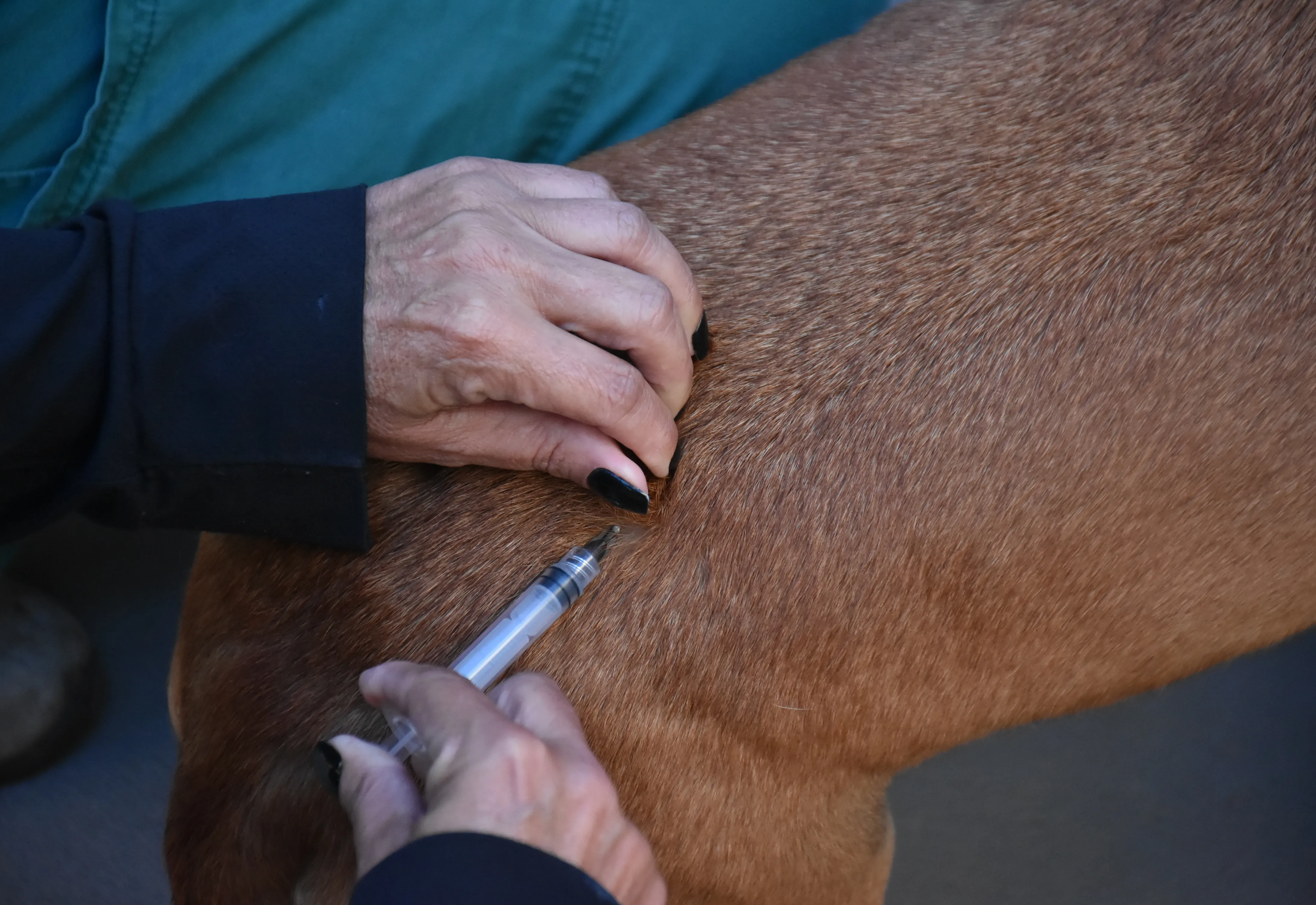 Botucatu é destaque em Proteção Animal e Saúde Pública