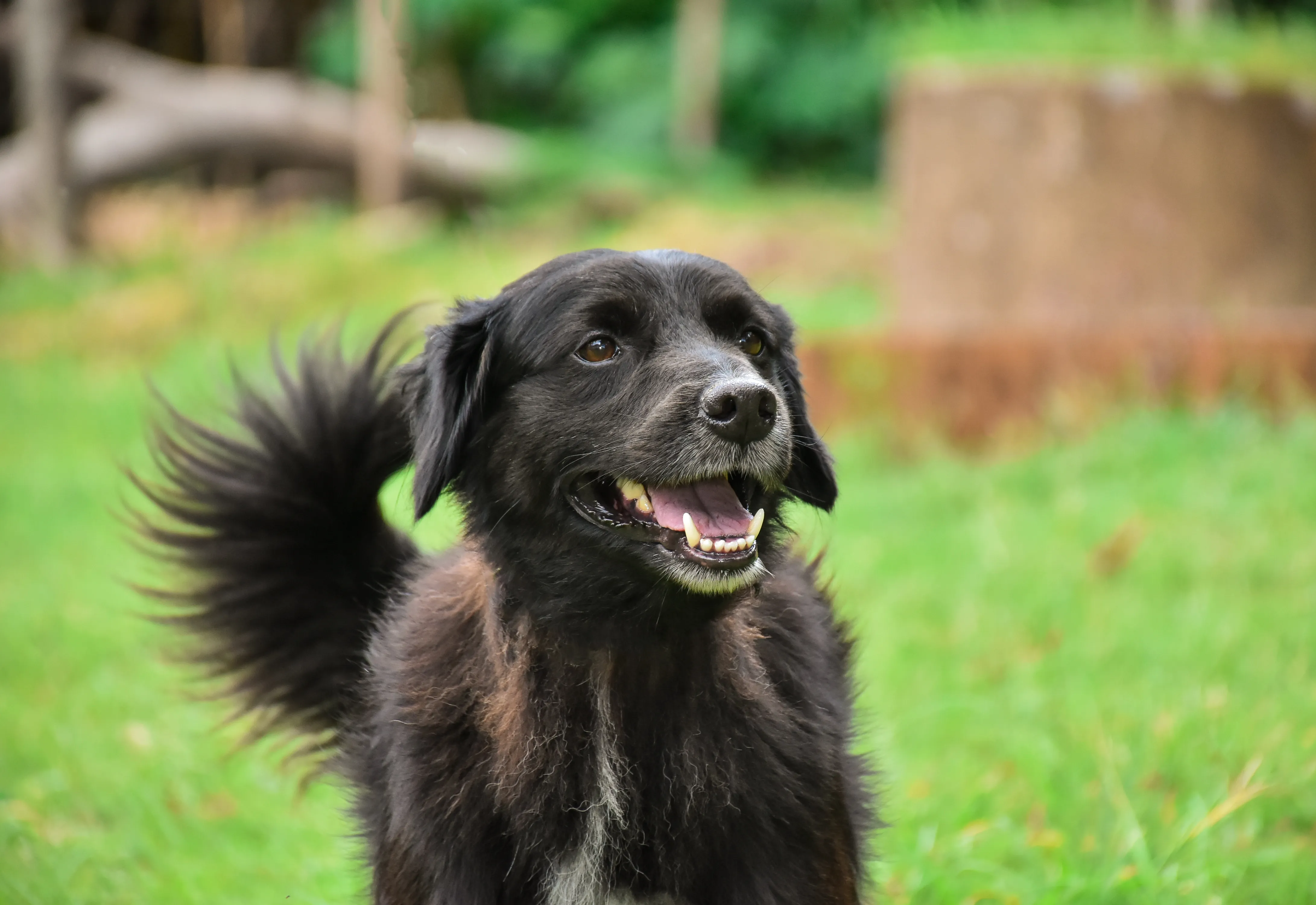 Vigilância promove vacinação antirrábica e microchipagem neste domingo, 8