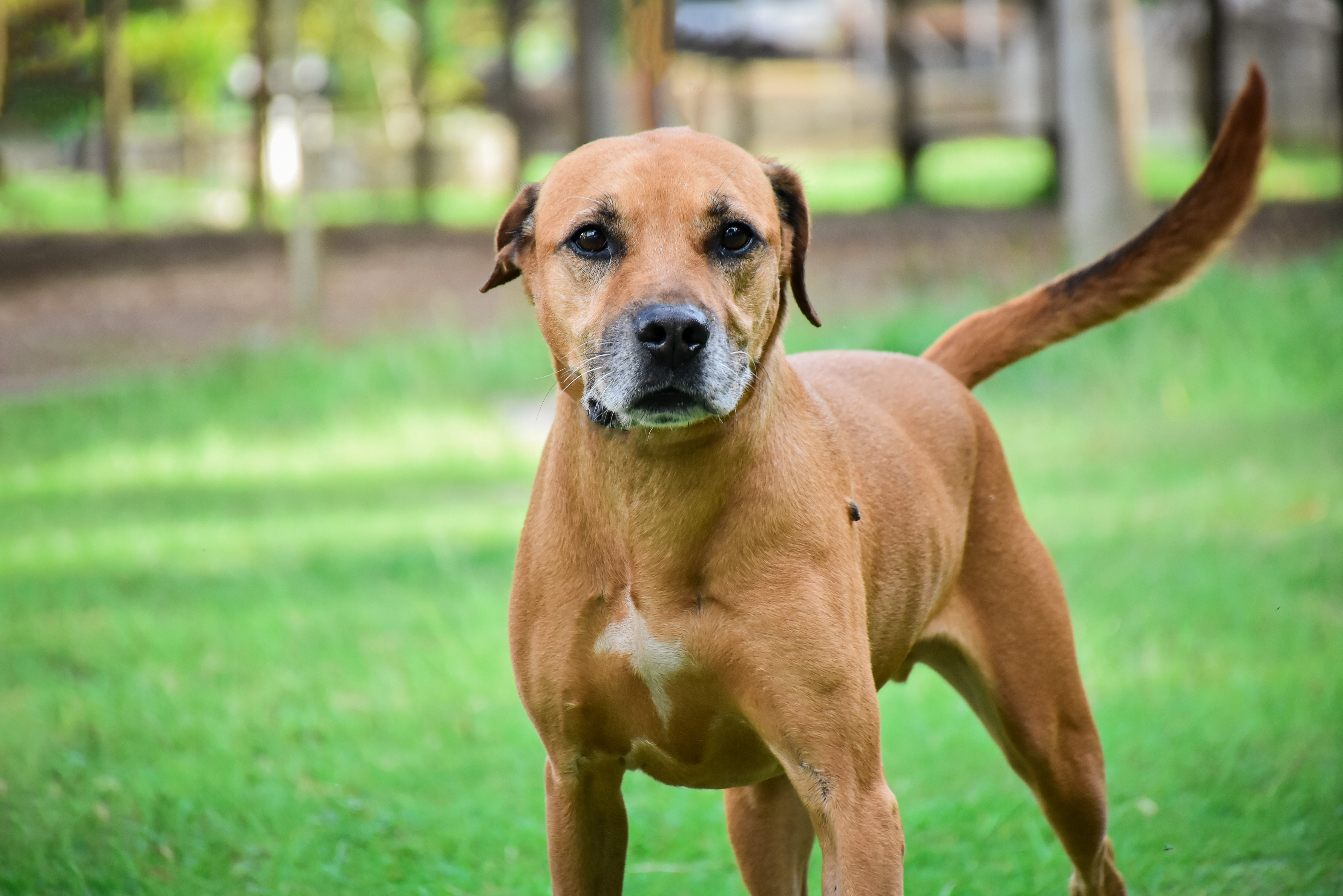 Centro de Acolhimento de Animais promoverá atividades de Conscientização e Combate ao Abandono Animal