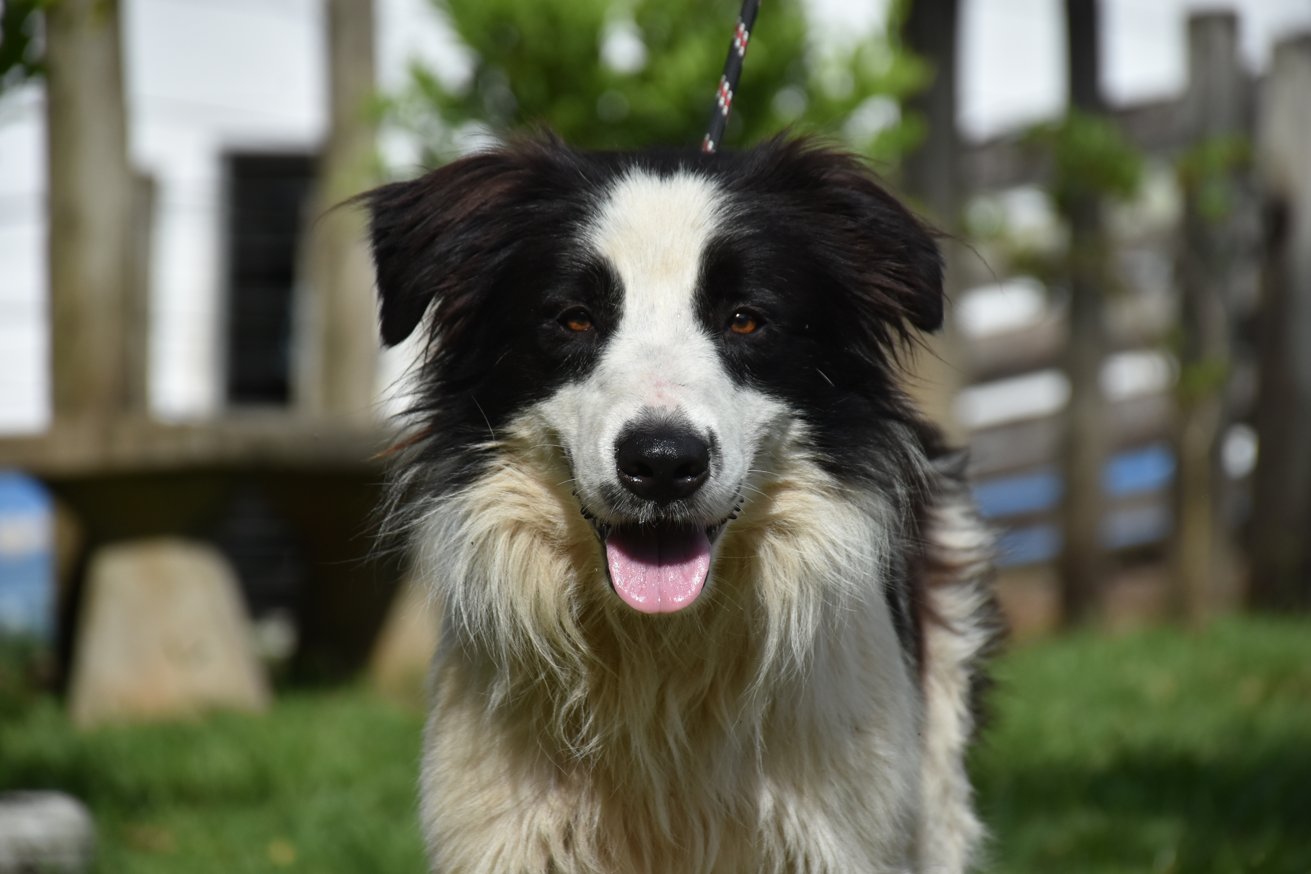 Dia dos Animais: a Prefeitura cuidando dos bichinhos da cidade