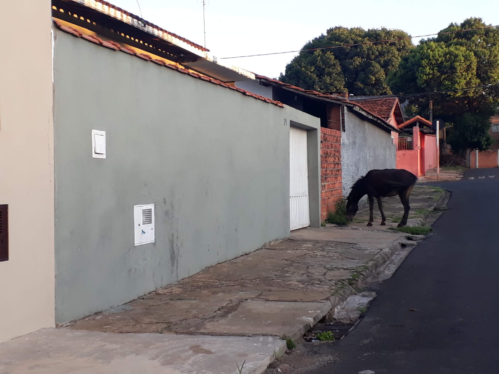 Botucatu tem lei de controle e posse responsável de animais de grande porte