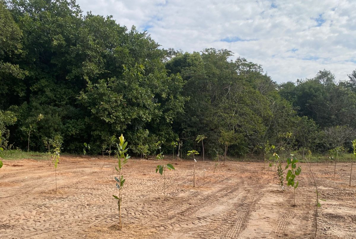 Botucatu chega a 1.000 árvores plantadas neste primeiro semestre